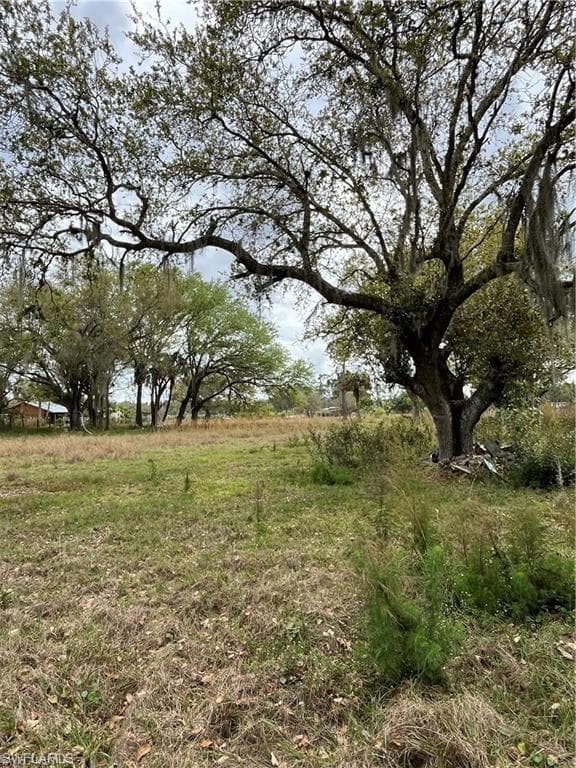 17181 Katydid LN-11