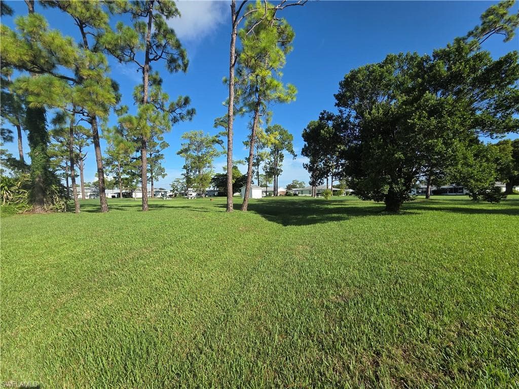 52 Heath Aster LN-38