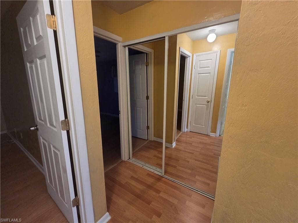 52 Heath Aster LN-31
