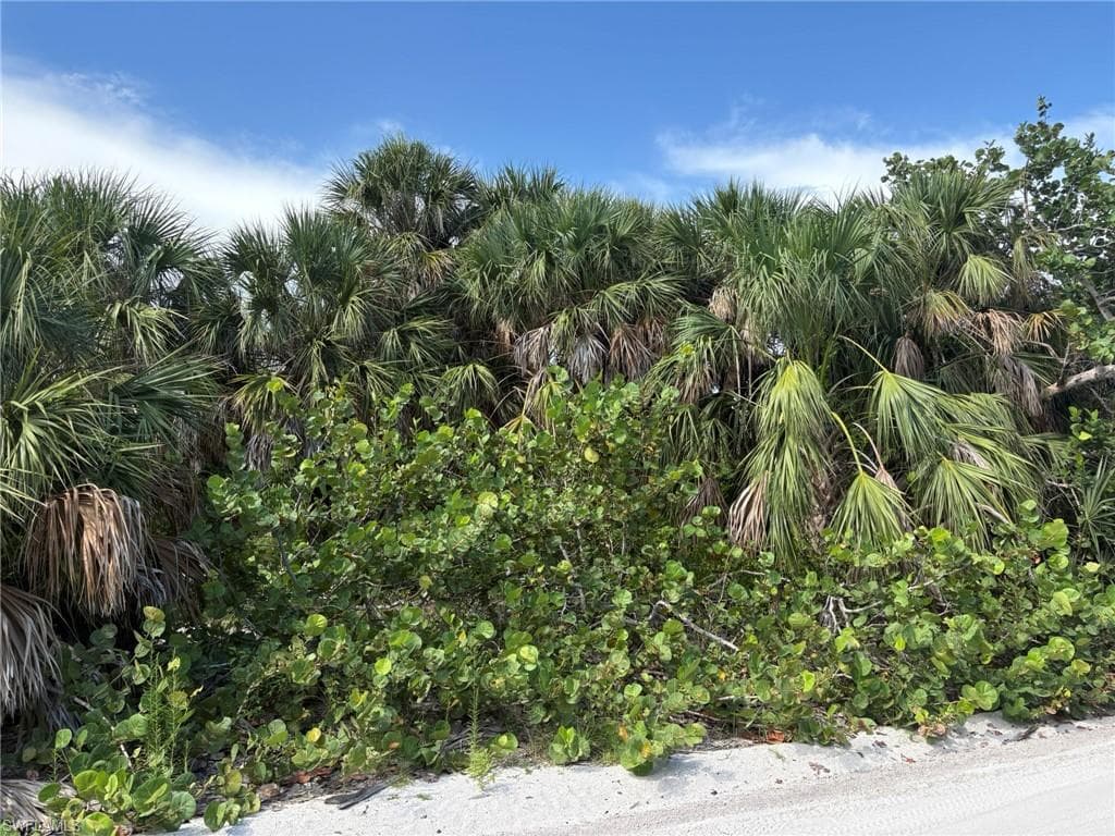 4490 Conch Shell DR-13
