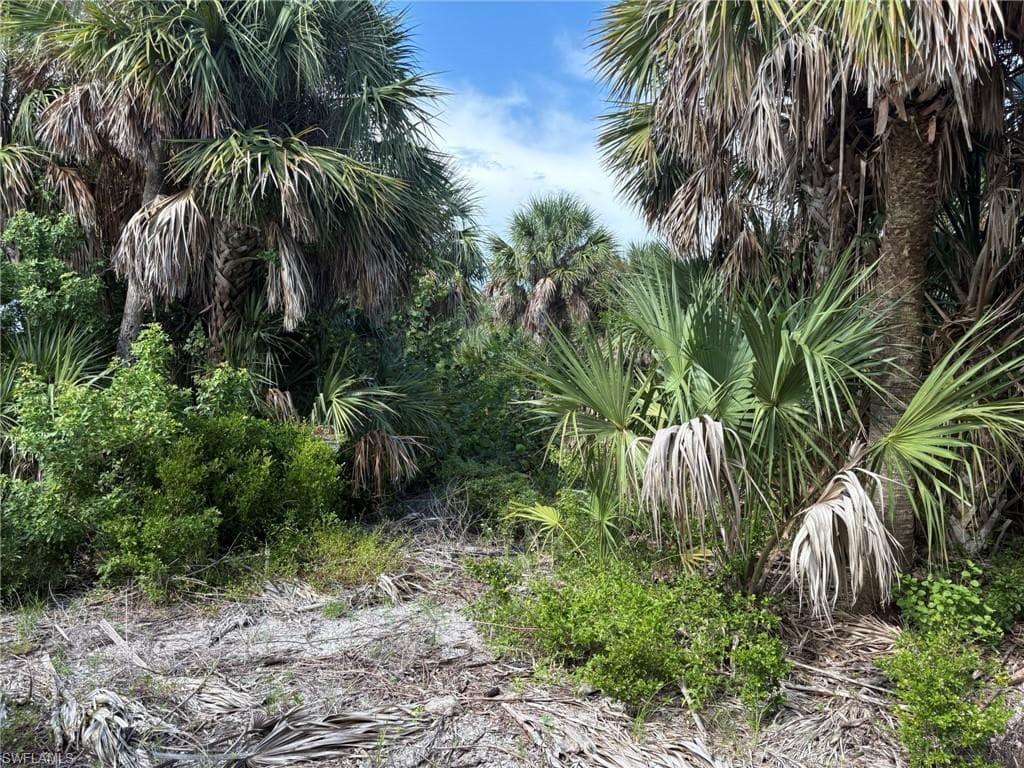 4490 Conch Shell DR-14