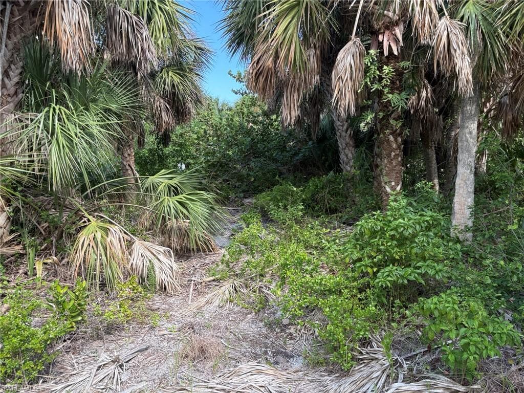 4490 Conch Shell DR-15