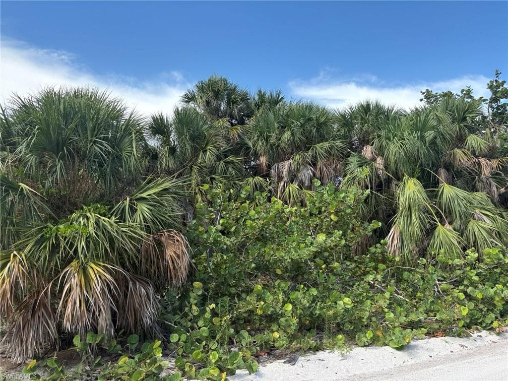 4490 Conch Shell DR-11