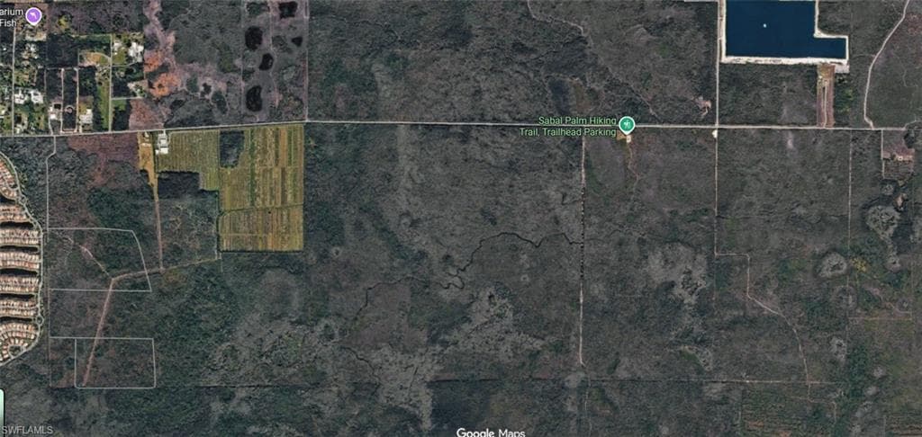 Sabal Palm RD-6