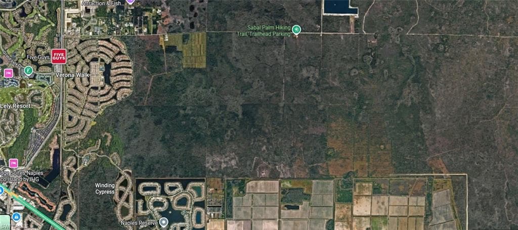 Sabal Palm RD-7