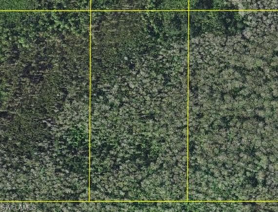 Sabal Palm RD-1