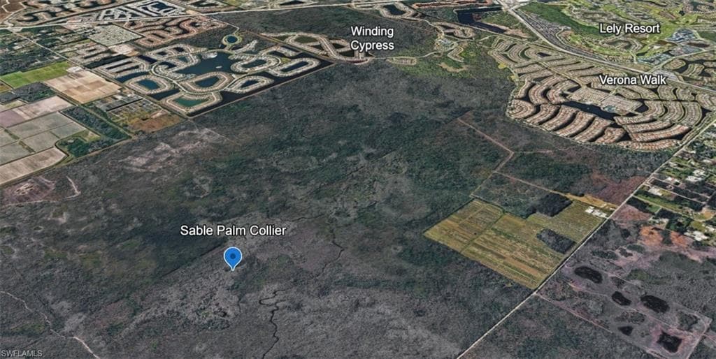 Sabal Palm RD-5