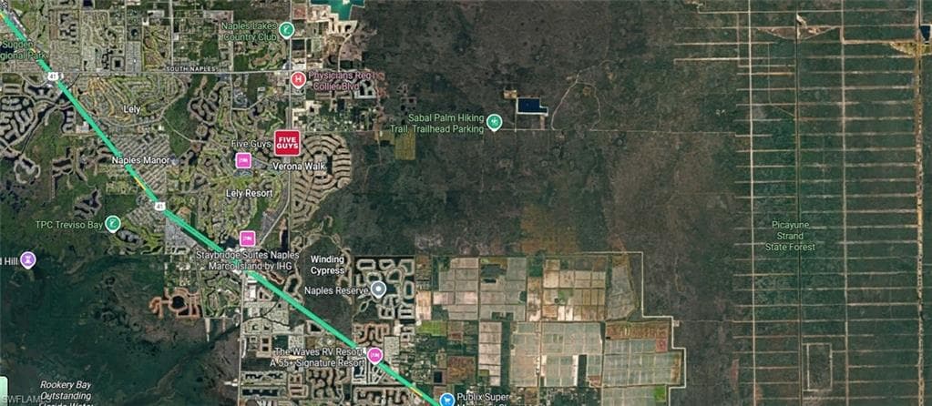 Sabal Palm RD-9