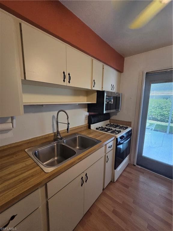 52 Heath Aster LN-10