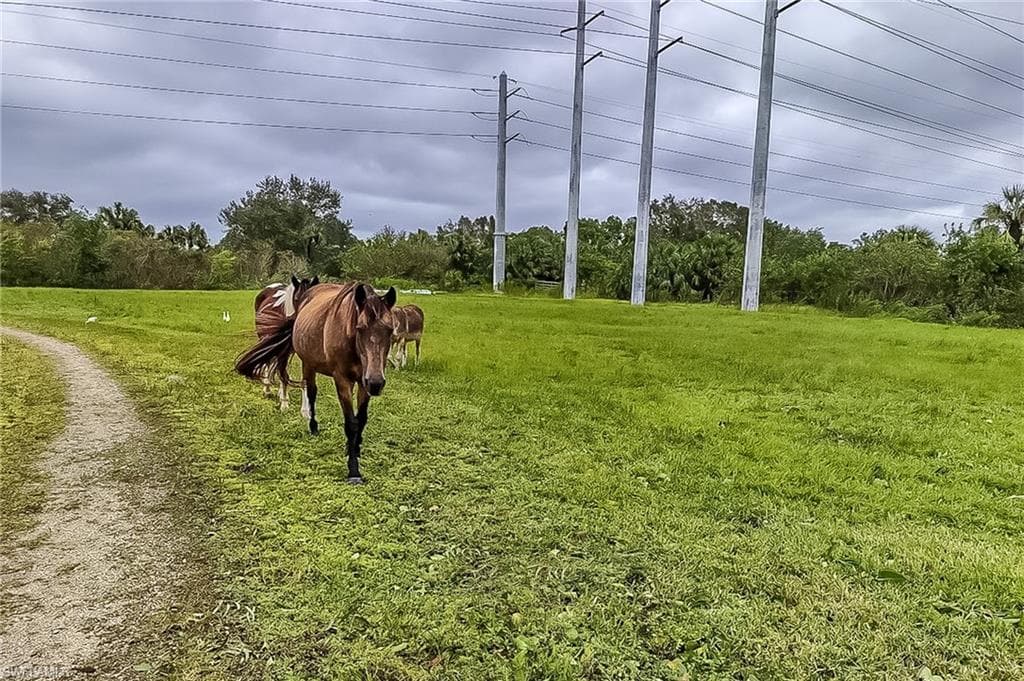 0000 Cutting Horse LN-11