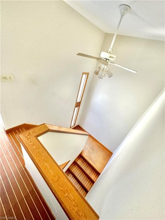 416 Bristle Cone LN-33